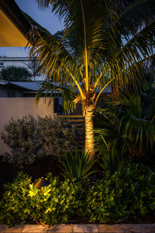 landscape lighting uplighting on palm tree.webp