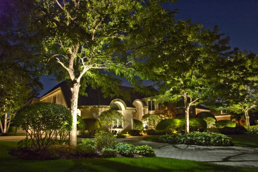 Ethereal Moonlighting effect in a mature tree