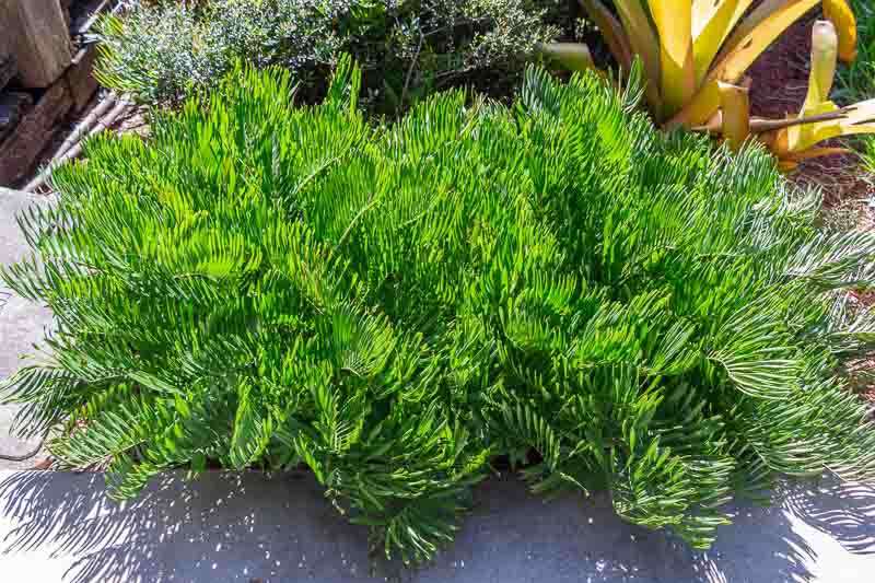 zamia pumila