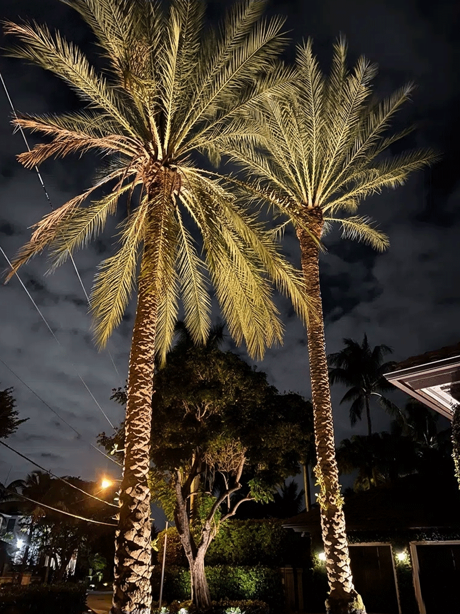 Professional Jr Landscaping warm 2700K landscape lighting on palm trees