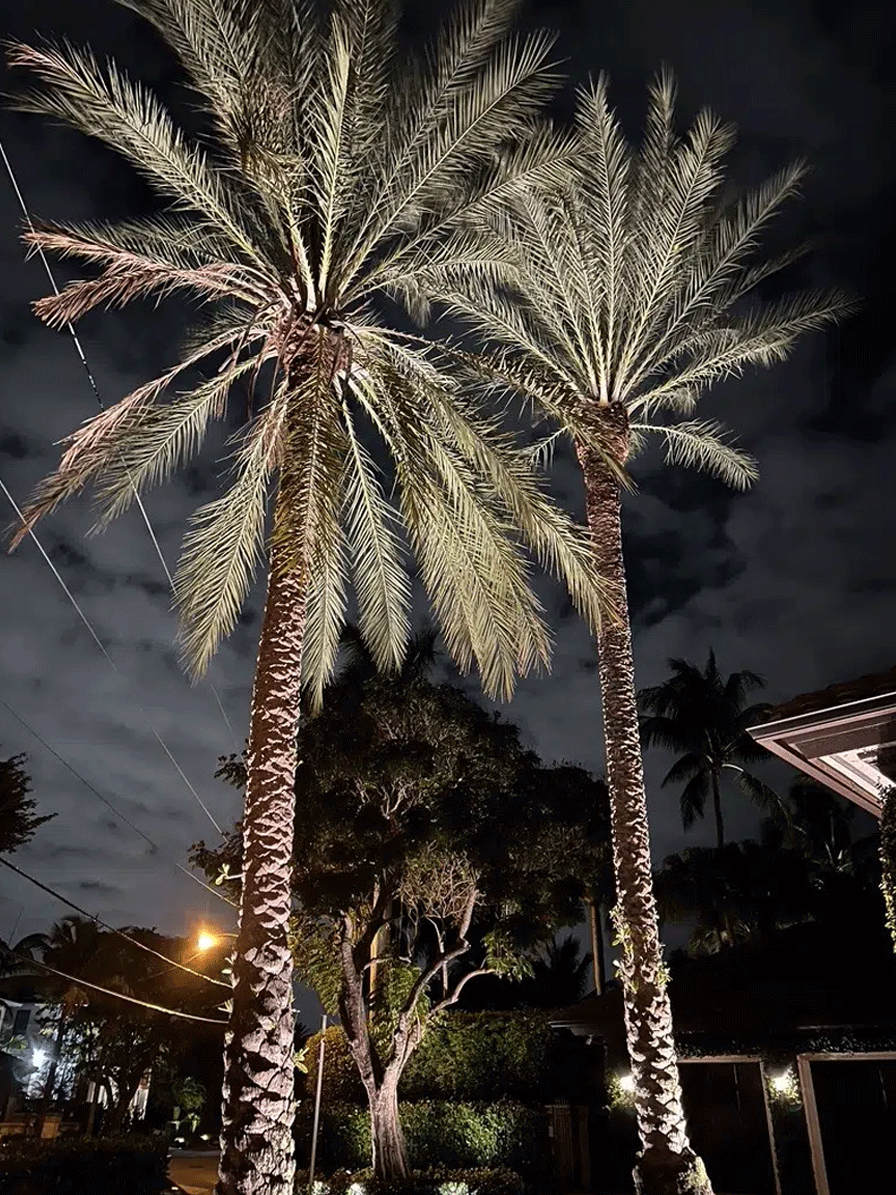 Amateur landscape lighting in Tampa using harsh 4000K daylight bulbs